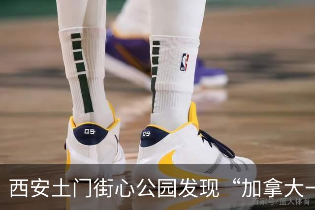 西安土门街心公园发现“加拿大一枝黄花”城管部门已组织清除
